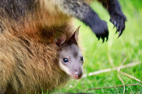 Healesville Sanctuary General Entry Ticket - Accommodation Sydney 2