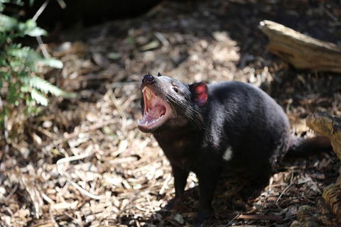Healesville Sanctuary General Entry Ticket - Accommodation Sydney 3