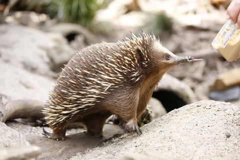 Healesville Sanctuary General Entry Ticket - Accommodation Sydney 4