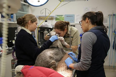 Healesville Sanctuary General Entry Ticket - Accommodation Sydney 5