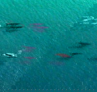 40-45 Minute Port Stephens and Stockton Beach Helicopter Flight - For 2 - Sydney 4u