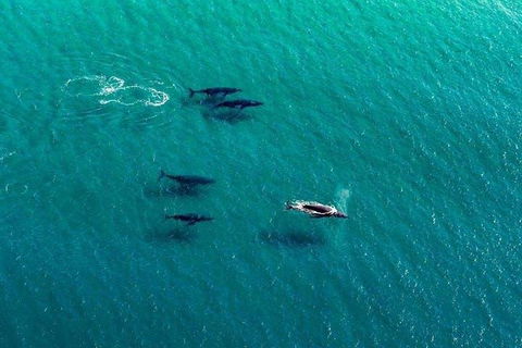 40-45 Minute Port Stephens And Stockton Beach Helicopter Flight - For 2 - Sydney 4u 0