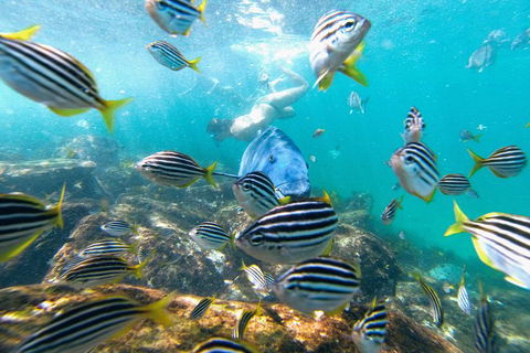 Manly Snorkel Trip And Nature Walk With Local Guide - Sydney 4u 2