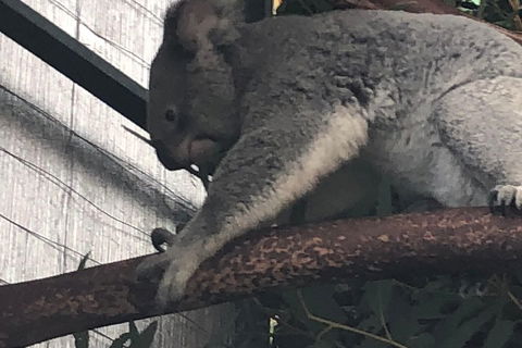 Perth Hills - Wildlife, Art & Gastronomy - Sydney 4u 3