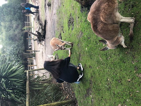 Perth Hills - Wildlife, Art & Gastronomy - Sydney 4u 4