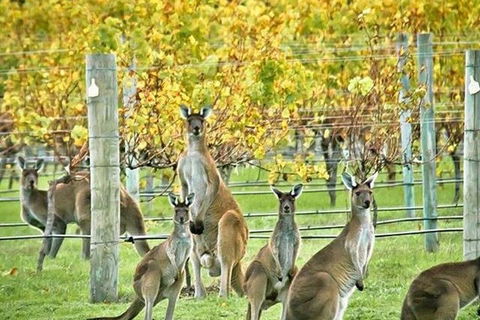 Margaret River Indulge And Discover Day Tour - Sydney 4u 0