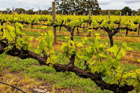 Margaret River Indulge And Discover Day Tour - Sydney 4u 5