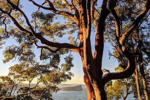 Manly & Sydney's Northern Beaches With 'Personalised Sydney Tours' - Sydney 4u 4