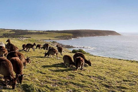 Kangaroo Island Personal Group Tours - Accommodation Sydney 0