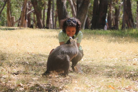 Cleland Wildlife Park Tour From Adelaide Including Mount Lofty Summit - Sydney 4u 1