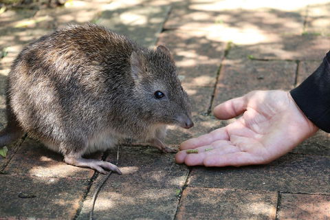 Cleland Wildlife Park Tour From Adelaide Including Mount Lofty Summit - Sydney 4u 2
