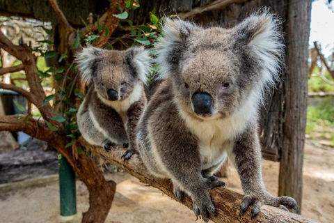 Cleland Wildlife Park Tour From Adelaide Including Mount Lofty Summit - Sydney 4u 3