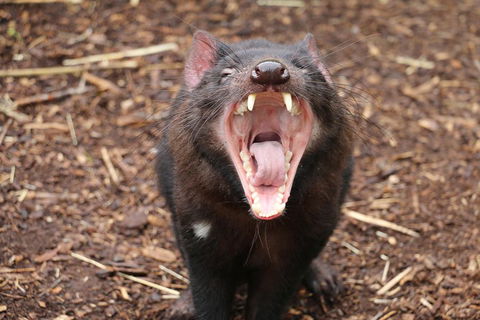 Cleland Wildlife Park Tour From Adelaide Including Mount Lofty Summit - Sydney 4u 4