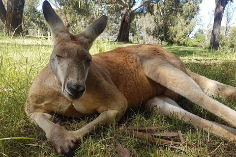 Cleland Wildlife Park Tour From Adelaide Including Mount Lofty Summit - Sydney 4u 5