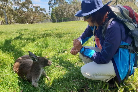 Mount Lofty Hike And Cleland Wildlife Park Day Trip From Adelaide - Accommodation Sydney 1