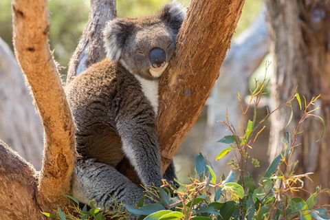Mount Lofty Hike And Cleland Wildlife Park Day Trip From Adelaide - Accommodation Sydney 2