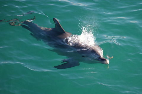 Jervis Bay Dolphin Watch Cruise - Accommodation Sydney 1