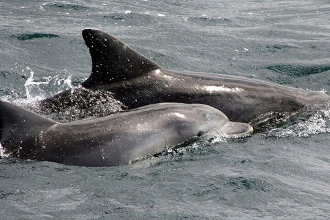Jervis Bay Dolphin Watch Cruise - Accommodation Sydney 2