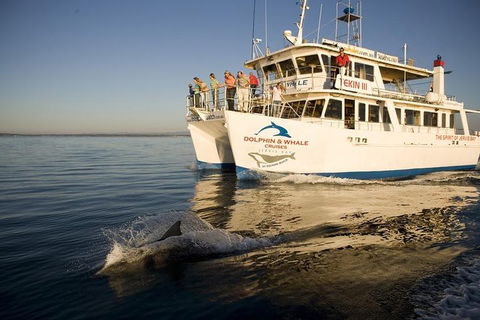 Jervis Bay Dolphin Watch Cruise - Accommodation Sydney 3