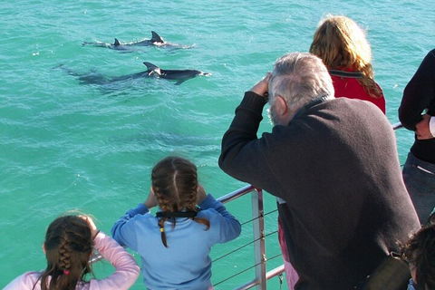 Jervis Bay Dolphin Watch Cruise - Accommodation Sydney 4