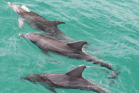 Jervis Bay Dolphin Watch Cruise - Accommodation Sydney 5