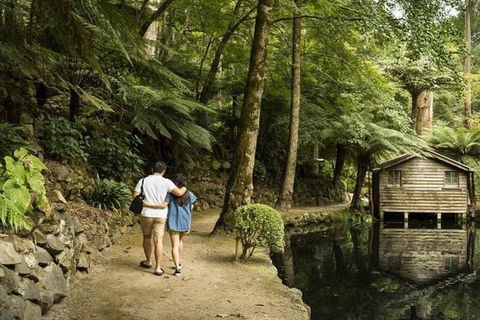 Discover Tour: Dandenong Ranges & William Ricketts Sanctuary - Sydney 4u 0
