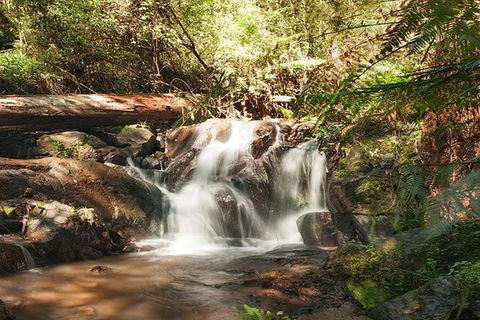 Discover Tour: Dandenong Ranges & William Ricketts Sanctuary - Sydney 4u 1