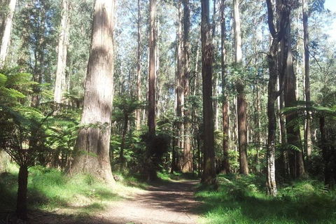 Discover Tour: Dandenong Ranges & William Ricketts Sanctuary - Sydney 4u 5