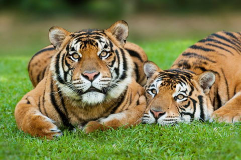 The Ultimate Gold Coast Attractions Pass - Accommodation Sydney 2