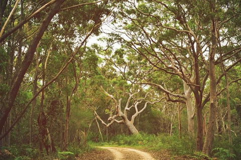 Day Trip To Cronulla & The Royal National Park - Sydney 4u 5