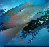 Great Barrier Reef Snorkeling and Diving Cruise from Cairns - Sydney 4u