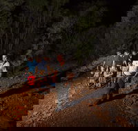 Alice Springs Desert Park Nocturnal Tour - Accommodation Sydney