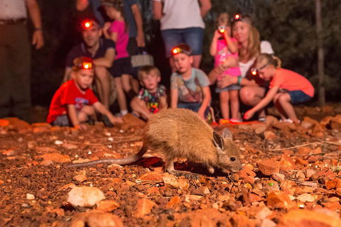 Alice Springs Desert Park Nocturnal Tour - Sydney 4u 1