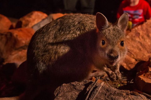 Alice Springs Desert Park Nocturnal Tour - Sydney 4u 3