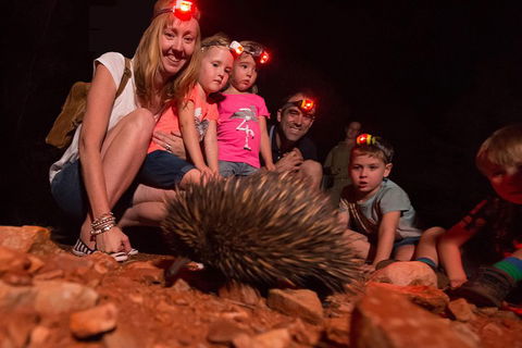 Alice Springs Desert Park Nocturnal Tour - Sydney 4u 5