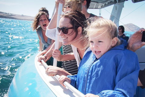 Southern Ocean Adventure From Victor Harbor - Accommodation Sydney 4