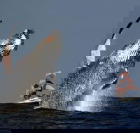 Sydney Harbour Tall Ship Whale  Sail - Whale Watching Cruise - Sydney 4u