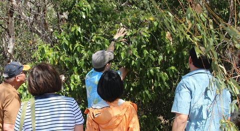 Magnetic Island Tour: Maggie Comprehensive - Sydney Resort 4