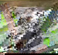 Cairns ZOOM and Wildlife Dome - Sydney 4u