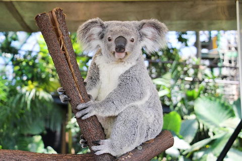 Cairns ZOOM And Wildlife Dome - Accommodation Sydney 0