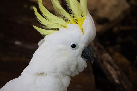 Cairns ZOOM And Wildlife Dome - Accommodation Sydney 2
