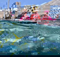 Outer Reef Pontoon Experience from Cairns - Sydney 4u