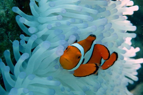 Seastar Luxury Outer Great Barrier Reef Island And Reef Tour From Cairns - Sydney 4u 0