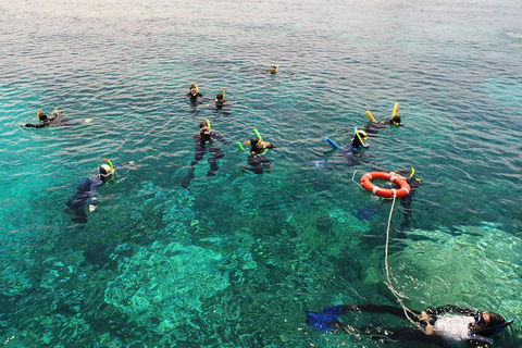 Seastar Luxury Outer Great Barrier Reef Island And Reef Tour From Cairns - Sydney 4u 2