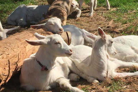 Mornington Peninsula Winery Tours With Cheese, Chocolate Tastings From Melbourne - Accommodation Sydney 0