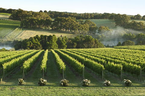Mornington Peninsula Winery Tours With Cheese, Chocolate Tastings From Melbourne - Accommodation Sydney 4
