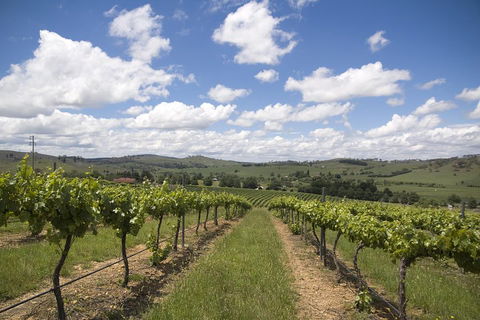 Hunter Valley Wine Tour From Sydney Incl Lunch, Cheese, Chocolate And Distillery - Sydney 4u 0