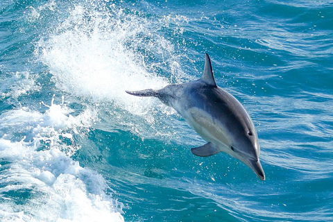 Wilsons Promontory Full Day Cruise - Sydney 4u 1