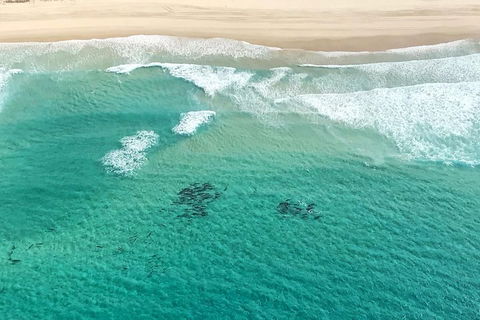 Coastal Helicopter Shared Flight - 20 Minutes - Sydney 4u 4