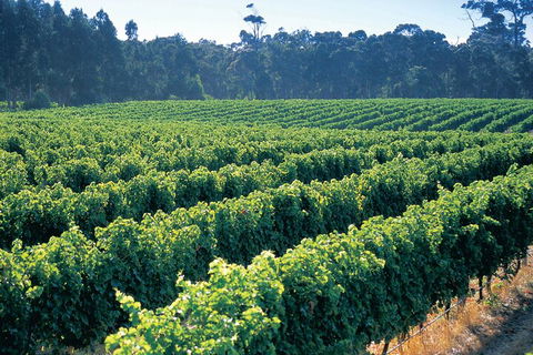 Swan Valley Private Tour - Accommodation Sydney 1